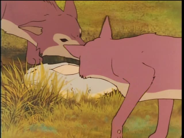 獲物を争う狼たち